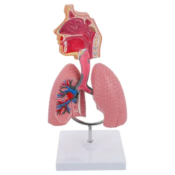 Tüdő, Légúti Anatómiai Modell Oktatási Rendszer Emberi Kijelző modell Iskola Tüdő, Szív Anatómiai Oktatási Orr-Játék